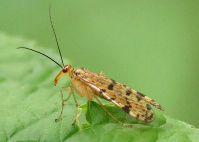 Panorpa Common Scorpionfly species; female