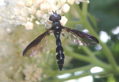 Pelecinobaccha costata; Syrpid Fly species
