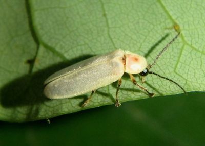 Photinus marginella/curtatus complex; Firefly species