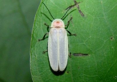 Photinus marginella/curtatus complex; Firefly species