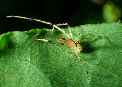 Phylloneta pictipes; Cobweb Spider species