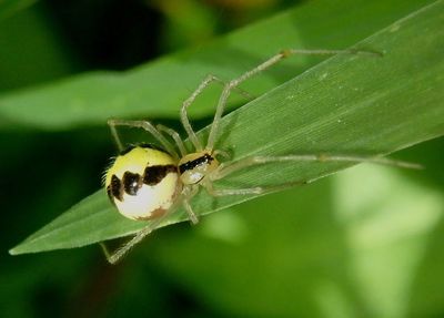 Phylloneta pictipes; Cobweb Spider species; female