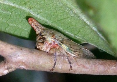 Platycotis vittata; Oak Treehopper