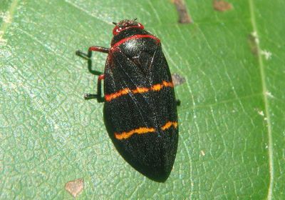 Prosapia bicincta; Two-lined Spittlebug