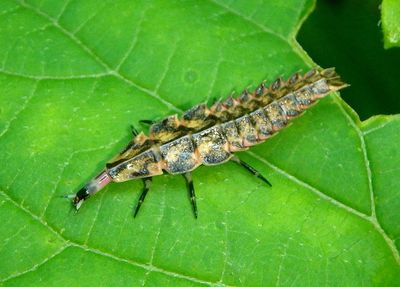 Pyractomena Firefly species larva