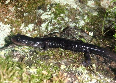 Southern Gray-cheeked Salamander
