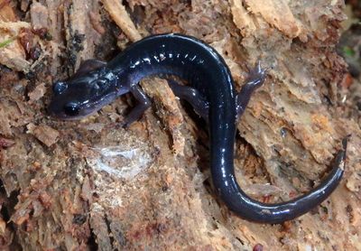 Southern Gray-cheeked Salamander