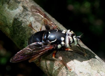 Spilomyia fusca; Bald-faced Hornet Fly