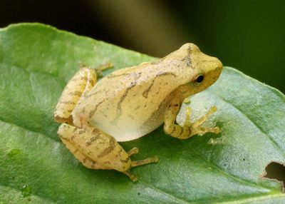 Spring Peeper