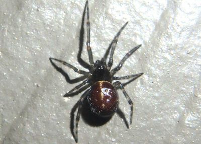 Steatoda borealis; Cobweb Spider species; female