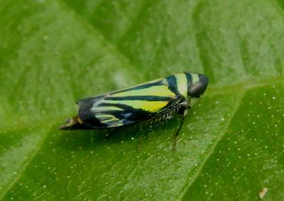 Stirellus bicolor; Leafhopper species