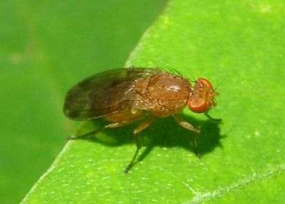 Suillia Heleomyzid Fly species
