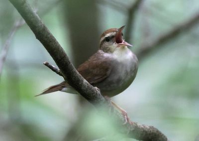 Swainson's Warbler