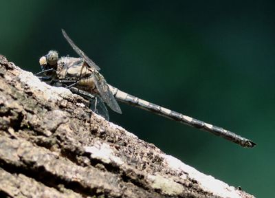 Tachopteryx thoreyi; Gray Petaltail