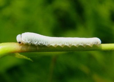 Taxonus Common Sawfly species larva