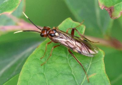 Taxonus terminalis; Common Sawfly species