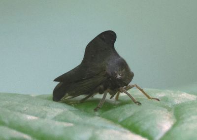 Telamona projecta; Treehopper species