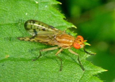 Tetanocera clara; Marsh Fly species