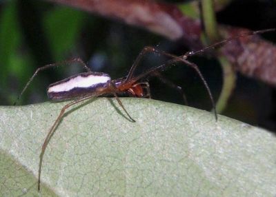 Tetragnatha Longjawed Orbweaver species