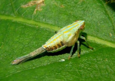 Thionia bullata; Issid Planthopper species nymph