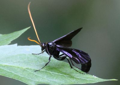 Thyreodon atricolor; Ichneumon Wasp species