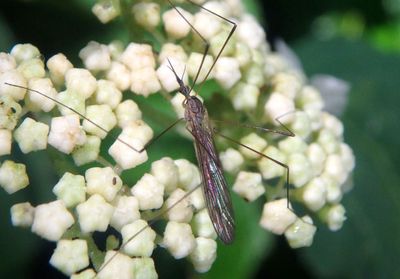Toxorhina magna; Limoniid Crane Fly species