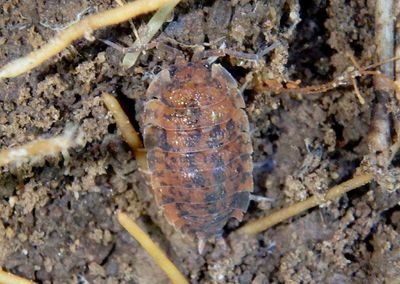Trachelipus rathkii; Rathke's Woodlouse; exotic