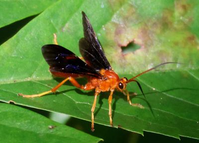 Trogus vulpinus; Ichneumon Wasp species