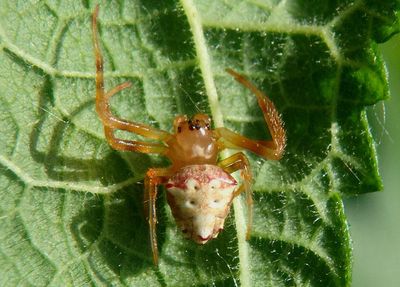 Verrucosa arenata; Arrowhead Spider