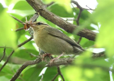 Worm-eating Warbler