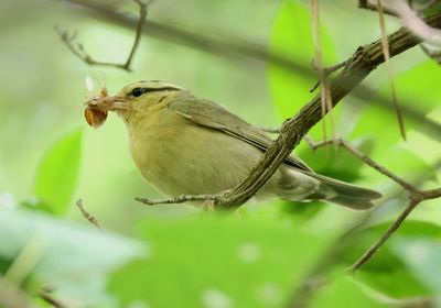 Worm-eating Warbler