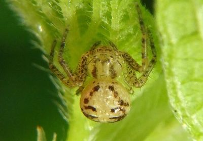 Xysticus Ground Crab Spider species