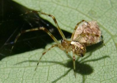 Yunohamella lyrica; Cobweb Spider species