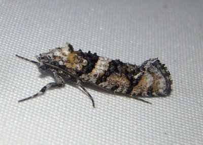 0322 - Dyotopasta yumaella; Clothes Moth species