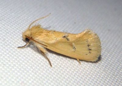 0359 - Acrolophus laticapitana; Tubeworm Moth species