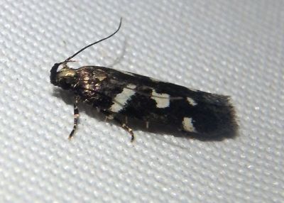 2131 - Filatima arizonella; Twirler Moth species