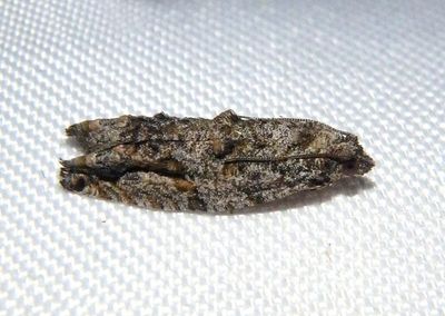 3236 - Proteoteras arizonae; Western Boxelder Twig Borer Moth