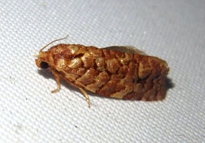 3647 - Choristoneura houstonana; Juniper Budworm