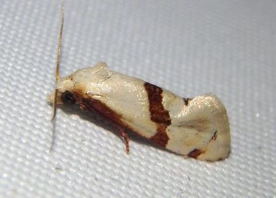 3852 - Cochylus pimana; Tortricid Moth species