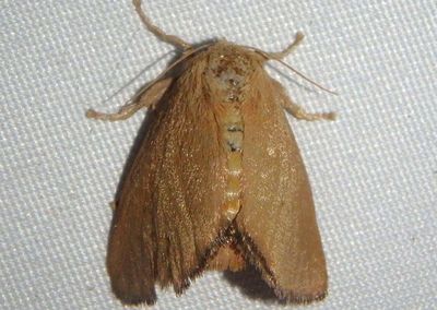 4680 - Isa schaefferana; Slug Moth species