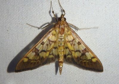 5139 - Mimorista subcostalis; Pyralid Moth species