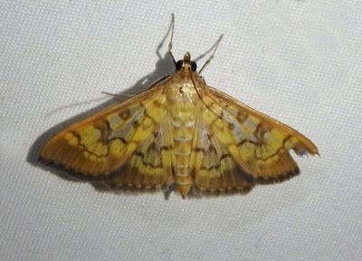 5139 - Mimorista subcostalis; Pyralid Moth species