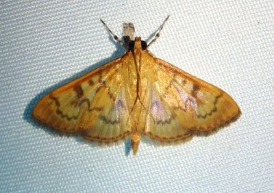 5269 - Psara dryalis; Crambid Snout Moth species