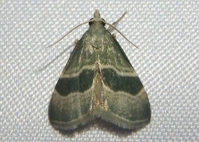 5549 - Anemosella viridalis; Pyralid Moth species