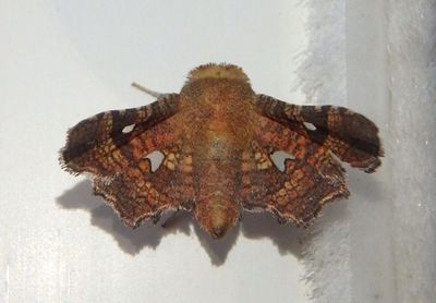 6079 - Dysodia granulata; Window-winged Moth species