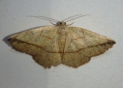 6939 - Eusarca geniculata; Geometrid Moth species