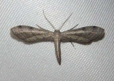 7087-7090 - Euacidalia Geometrid Moth species
