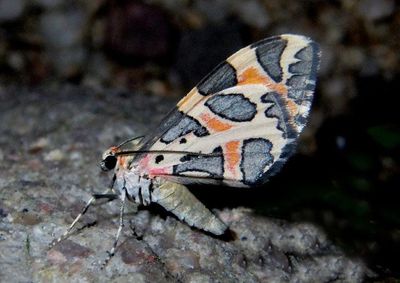 7355 - Stamnodes deceptiva; Geometrid Moth species