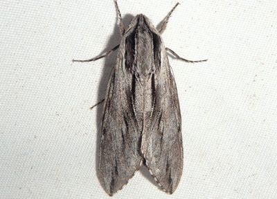 7813 - Sphinx dollii; Doll's Sphinx