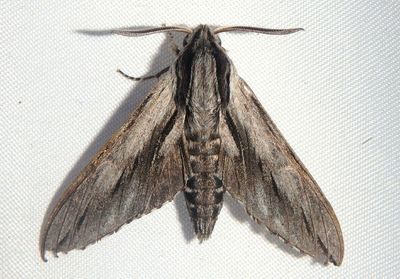7813 - Sphinx dollii; Doll's Sphinx